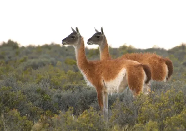 guanaco