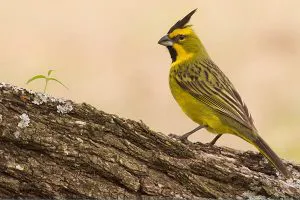 cardenal-amarillo-lateral-300x200