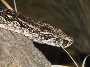 boa-lampalagua-300x225.jpg