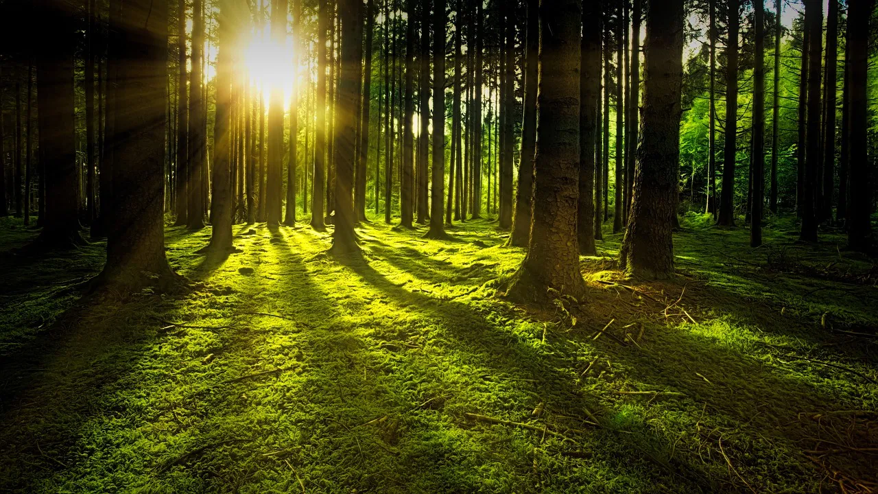 bosque