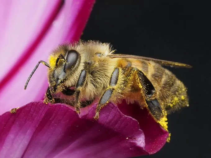 Día Mundial de las Abejas