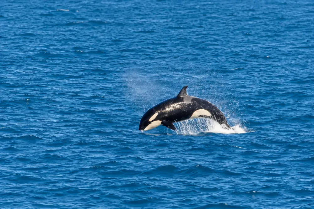 orcas rio negro