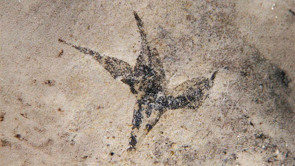 ste-mer