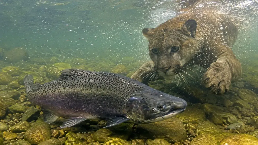 pumas-de-patagonia-cazan-salmones-chinoo.jpg