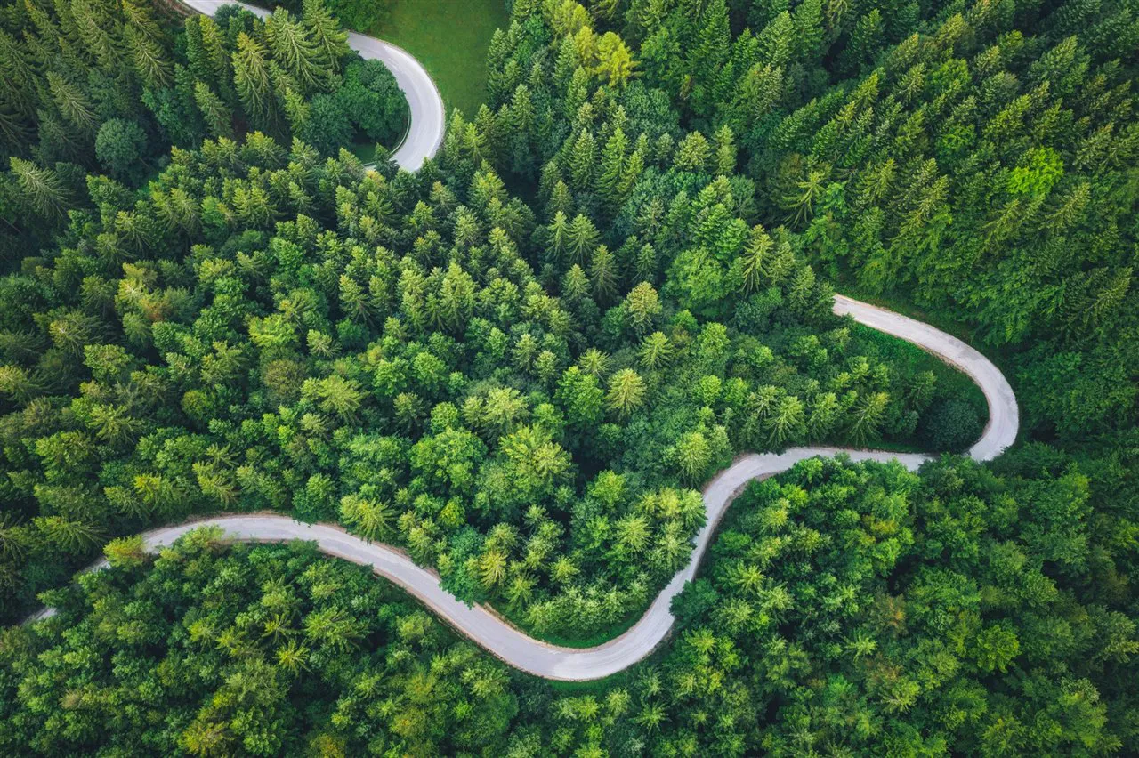una-sinuosa-carretera-se-abre-paso-entre-un-bosque-de-pinos_817a8e66_1280x852