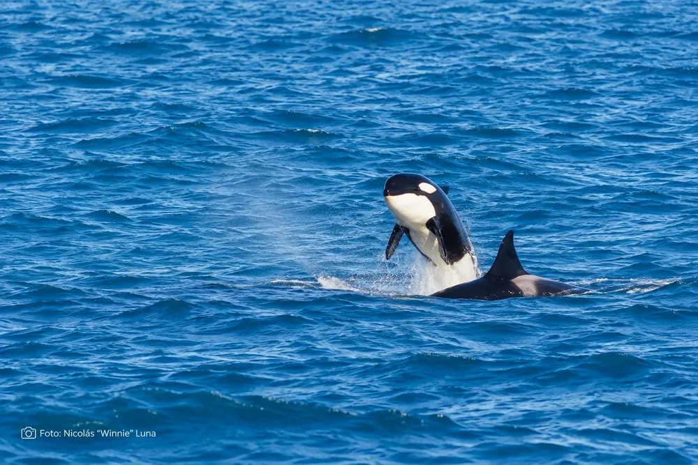 orcas rio negro 2