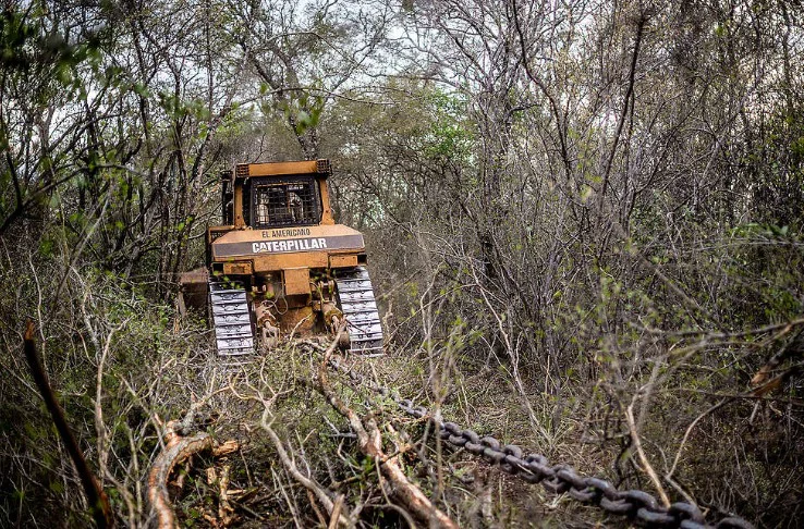 deforestacion