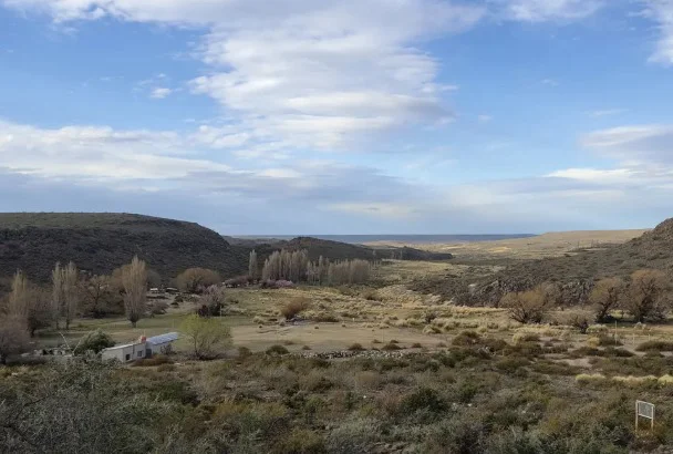 carne guanaco