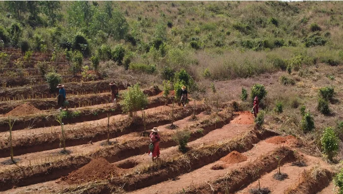 deforestacion