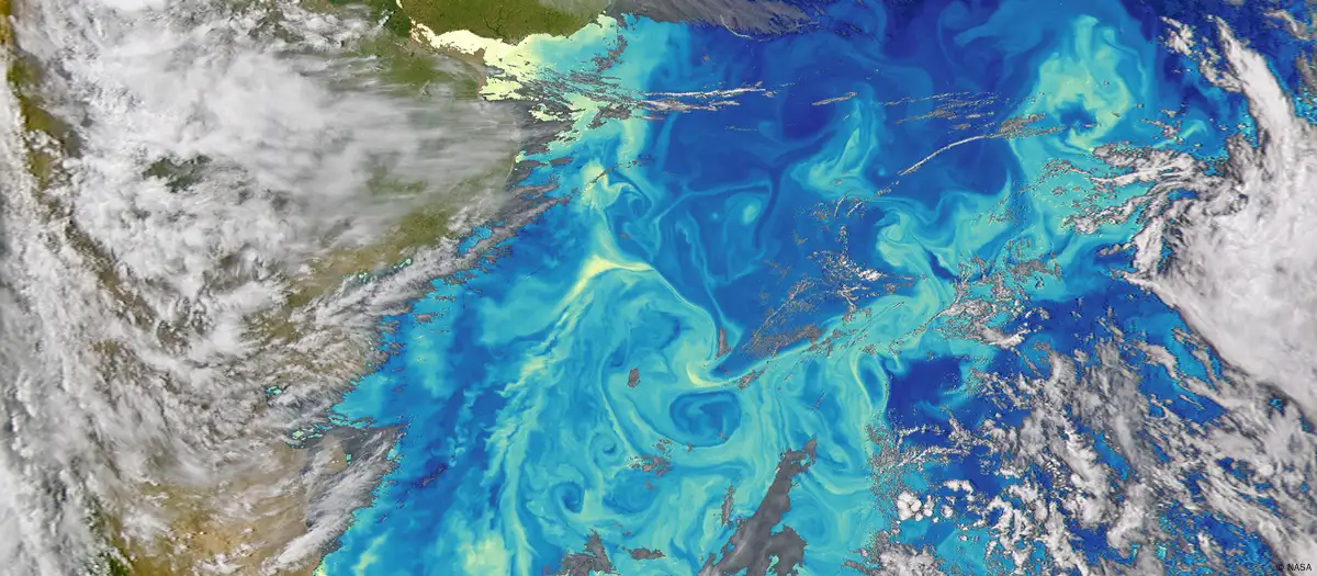 La Corriente de Malvinas rama de la CCA transporta fitoplancton por la costa sudamericana